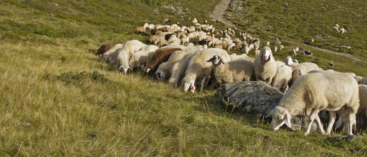 Schafherde bei der Beweidung eines Borstgras-Rasens, © A. Blaschka